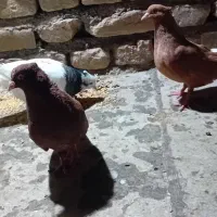 چند جفت جفتگاه