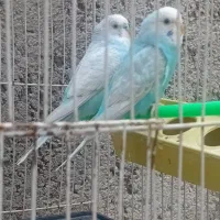 مرغ عشق نروماده از نژاد خوب