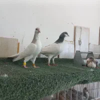 کبوتر