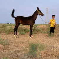 کره نریان ترکمن اخال تکه چهار قلم سفید