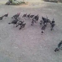 بوقلمون