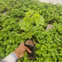 نهال انگور