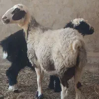 میش وبره