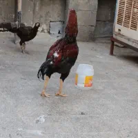 لاری تاج مهر نصل دار
