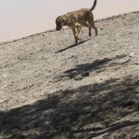سگ گله