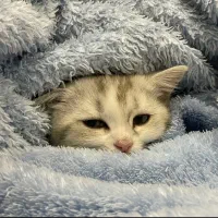 بچه گربه ۳ ماهه بریتیش