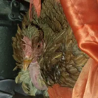 مرغ کت،کرچ