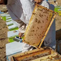 عسل اعلا و درمانی