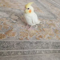 پرنده
