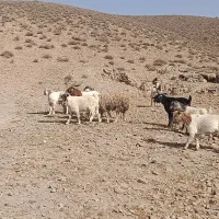 فروش بره نر وچپش چاق وسبک وزن