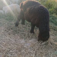 گوسفند