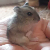 همسترکمپل|موش و خرگوش|تهران, باغ فیض|دیوار