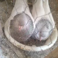 کفتر رنگه کله سینه