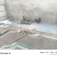 کفتر جف زاغ مشکی