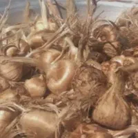 پیاز زعفران