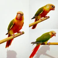 انواع طوطی گرینچیک دستی چلوندنی