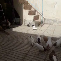 کفتر