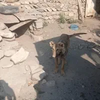 طوله سرابی اصیل