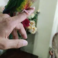 یک عدد گرینچیک باهوش