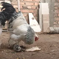 دو جفت برهما