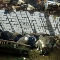 بره نر پرواری چاق