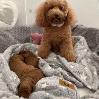 سگ توله توی پودل رنگ رد و دارک رد و نسکافه ای۲ ماه