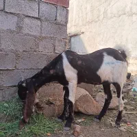 3عدد بز افقانی  بشرط صحیح وسالم