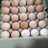 تخم مرغ محلی قیمت کارتن۱۸۰ عددی وزن بالا درشت|خوردنی و آشامیدنی|تهران, شهرک طالقانی|دیوار