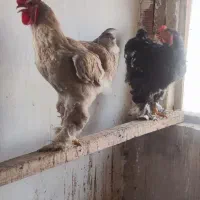 خروس برهما