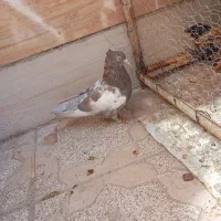 سینه مشکی هفترنگ
