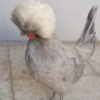 جوجه های زینتی لهستانی.سلطان کوشین برهمایکروزه