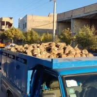 یک بز جوان و بزغاله شیک