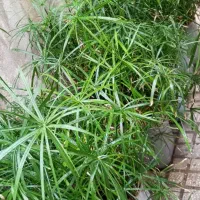 گل طبیعی نخل مرداب