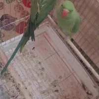 یک جفت طوطی ملنگو بشرط