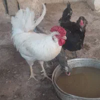حیوانات مزرعه گلین