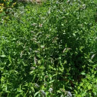 نعنا گل کرده مخصوص عرق گیری