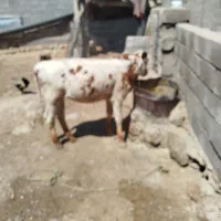 گوساله ماده داشتی .قیمت توافقی