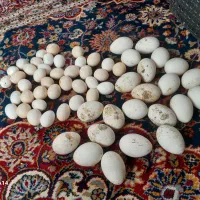 تخم قوغاز