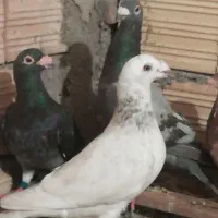 کبوترپلاکی