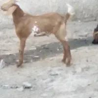 پرنده قاز و کهره