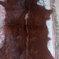 پوست بز