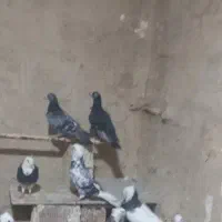 نامه بر پلاکی