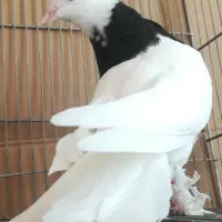 کفترطوقی سیاه مفلق ماده بالغ/مفلق جیرساتن آبی/پرشی