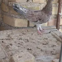 کفتر سرور