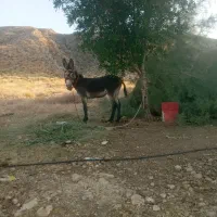 فروش الاغ