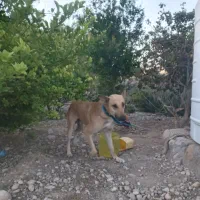 فروش یا معاوضه