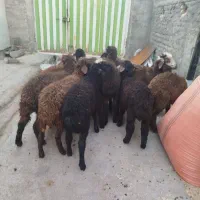 بره نر قزل افشار