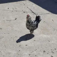 مرغ گلین فول کیفیت