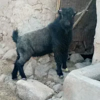گوسفند تکه جوان