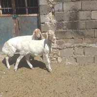 دوراس بره فروشی